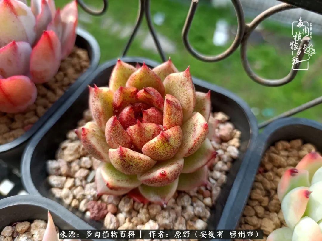 揭秘那些干净又温暖的多肉照片从哪里来
