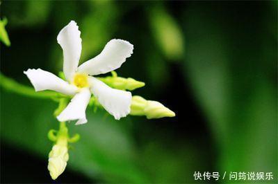 茉莉|风车茉莉开花又香又美，养护注意几点，花朵能连开大半年