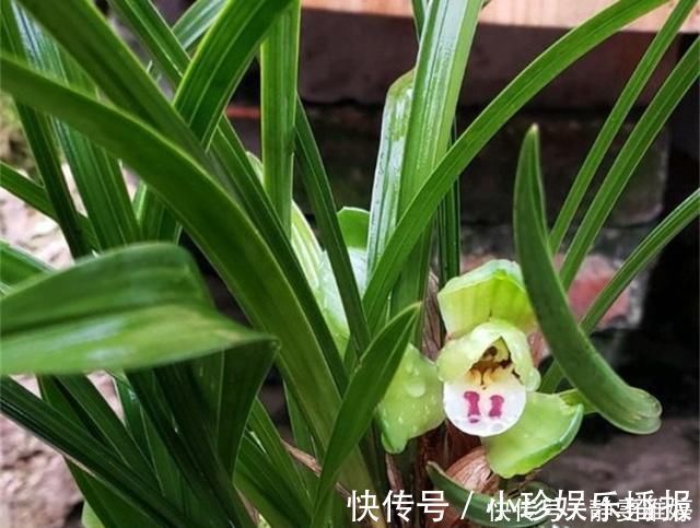 黄豆|兰花爱吃这2种“粉”，什么黄豆水、过期药都不如它，效果出奇好