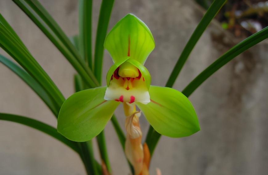 古代人|现在兰花几十块一株,为啥之前兰花四五十万一株,甚至有的上千万