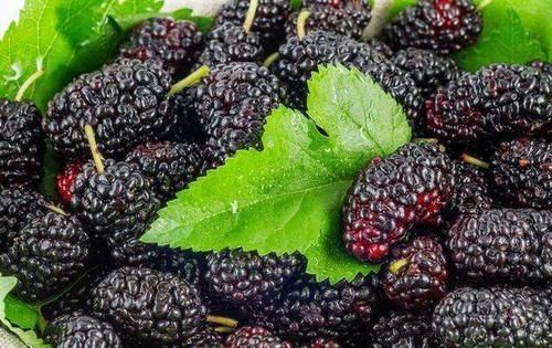 肾气足,百病除补肾离不开这5种食物,多吃可以助男性提升魅力