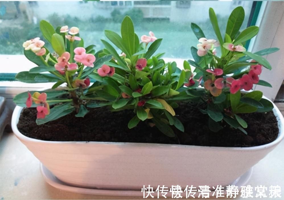 马蹄莲|4种有害的花不能放客厅,家有老人小孩要注意,赶紧清理掉