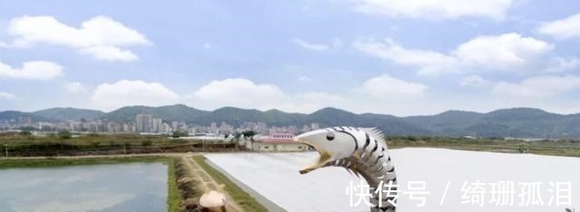 渔民捕到“天价鱼”卖出347万高价,一夜暴富,是什么鱼呢