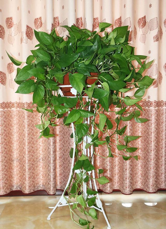 “10种花”好养又漂亮,有点散光就“生长”,花叶俱美,富贵大气