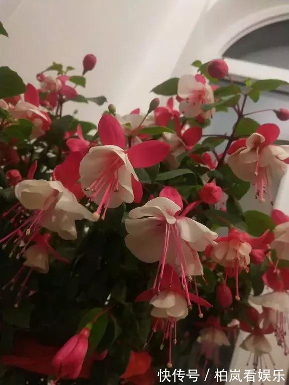 养花|3种花人称“夏必死”,买一盆死一盆,新手小白别忽视