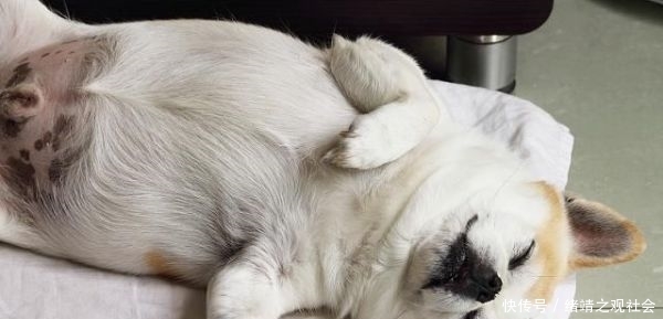 如果动物会做梦动物睡觉的时候都在想什么东西 快资讯 如果动物会做梦动物睡觉的时候都在想什么东西 快资讯