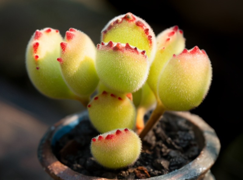 爪子|多肉植物红爪子,盆栽牢记3点,长得毛绒绒,肥美厚实