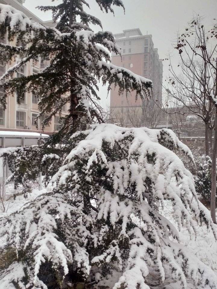 致敬雪花／上午喘口气，下午下雪更俏丽