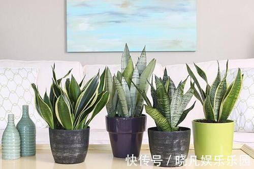 人养花，花养人，6种花越养越健康，养人又旺财