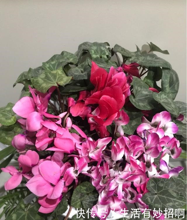 4种花,尽量不要在春天买,养不活还浪费钱!