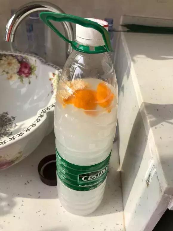 多肉|养多肉浇灌2种“营养液”,根系发达、叶子圆润,1年变老桩