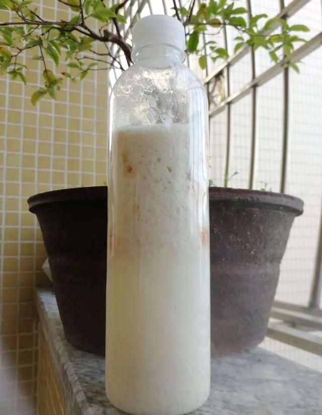 9种花真是老酒鬼,5天一小杯,叶子绿得像打蜡