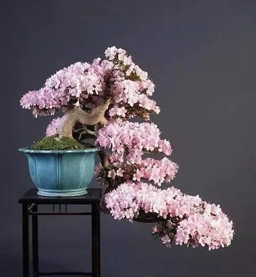 如何判断花卉缺水?教你一个小技巧,浇花不黄叶不烂根!