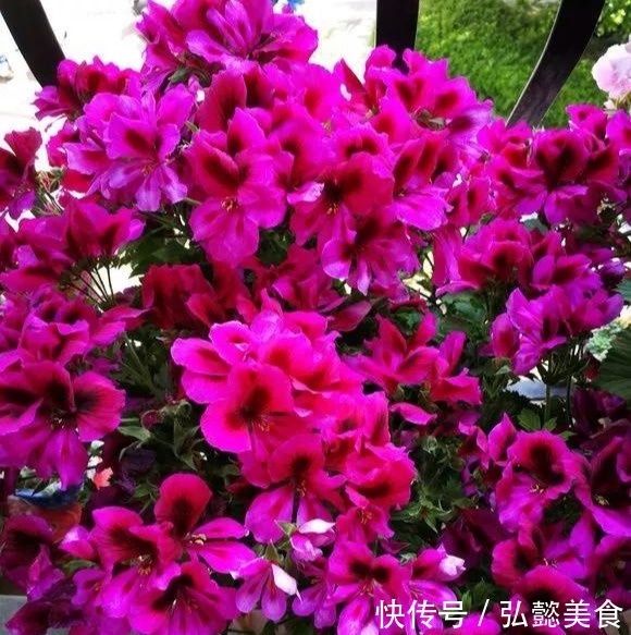 水培|3种枝条泡水里,10天长根,一次开花100朵,水培成活率更高!