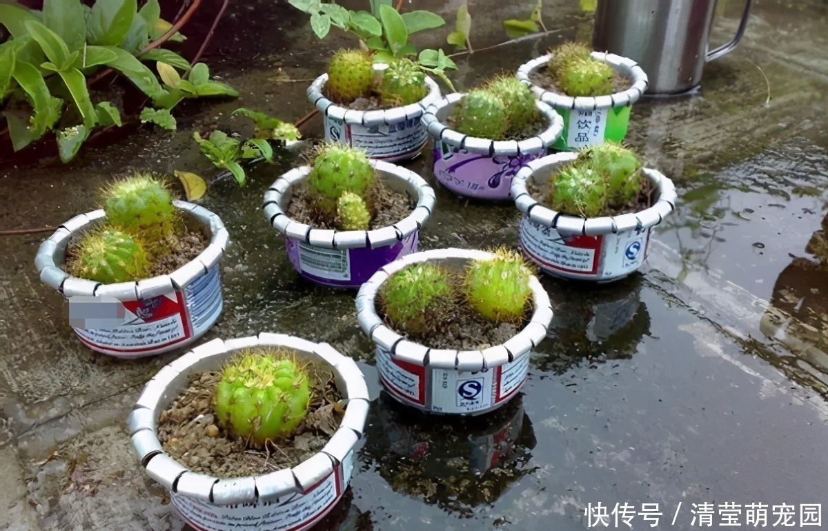 酒瓶|养花缺少花盆的话，多收集些它们“加工”就够了！