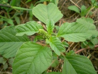 苋菜|非常好的农村中草药,常被拿来作猪饲料,明目、利尿,治乳痛