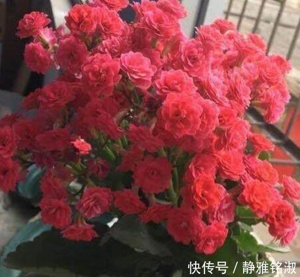 家里几款花卉,耐旱又耐晒,镇宅开运,寓意超好的