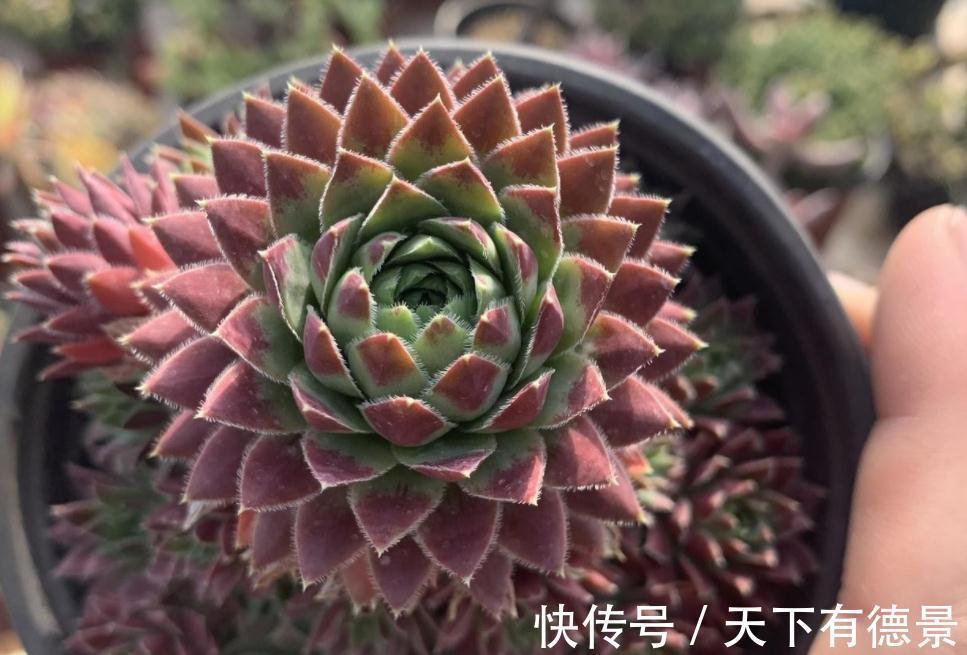 盆栽此款多肉,打理好这些,茎叶长得像莲花,一年四季都在开