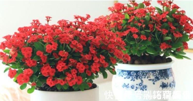 夏天就养4种花,好养易活,开花多,开花200天,家里开成花海!