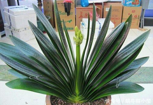 叶片|8月养君子兰,土里埋2种东西,疏松肥沃,叶片挺拔如折扇