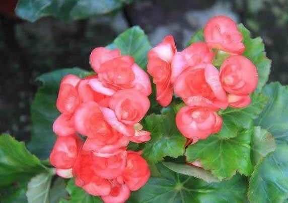 喜欢养花,不如养盆兰花,花美雅致,轻轻松松开满盆