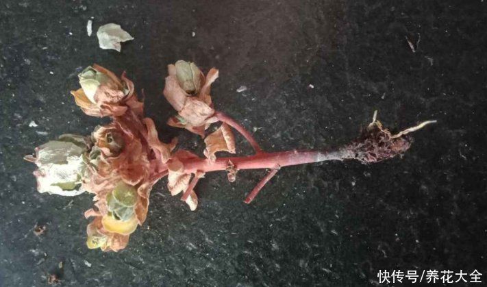 花材|鲜花做成干花，颜色质感有特点，还可以放在家中点缀