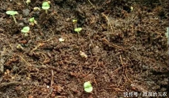 养几株对身体好的花草，除了欣赏，还能食疗，堪称阳台小药箱