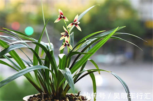 卧室种上6种花,皮实又好养,清新又干净,值得拥有