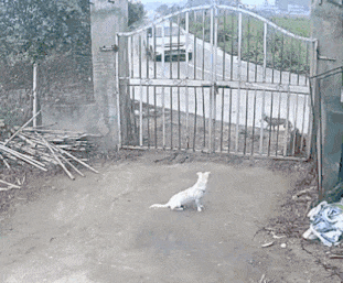 |搞笑GIF:这样翻锅菜都不会甩出来,真有两下