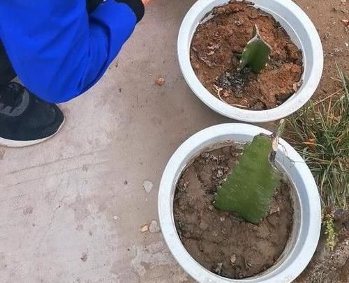 土壤|盆栽土干裂甭急着换,1周喂1次它,1个月就变松,养啥爆啥