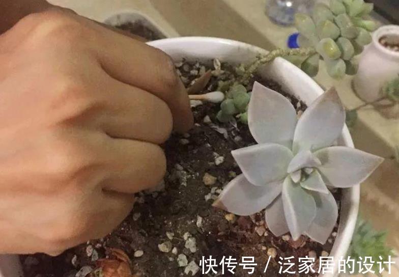 秋天|秋天养多肉,蚧壳虫来袭怎么办?3种土方法,害虫一个都逃不了