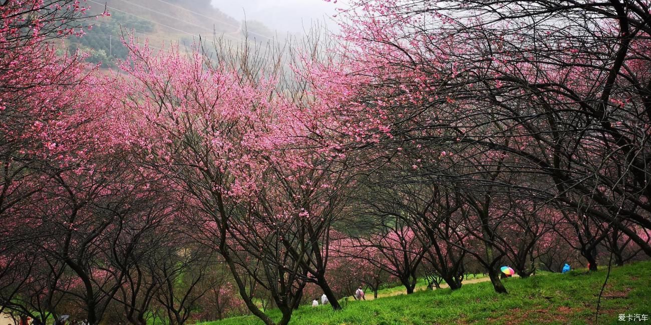 江南雨，梅花村，寻梅踏青！