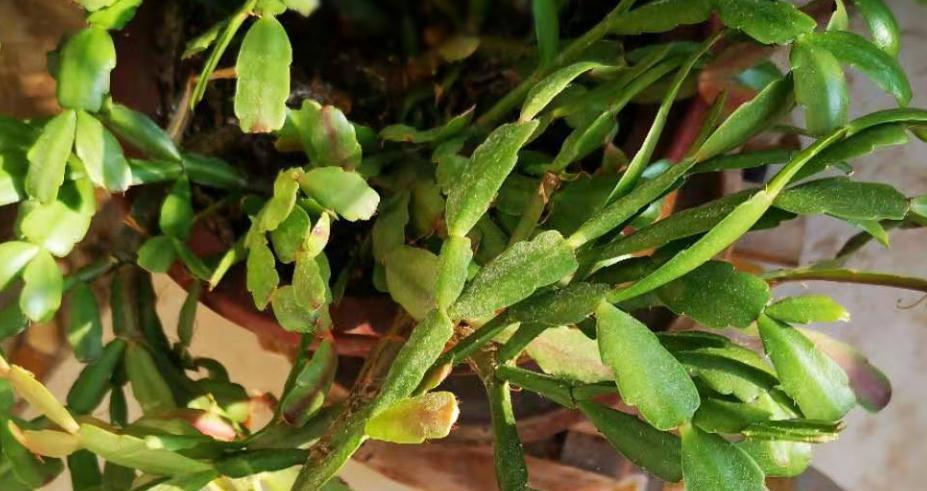 蟹爪兰养了10年都没开花,莫非是棵公的