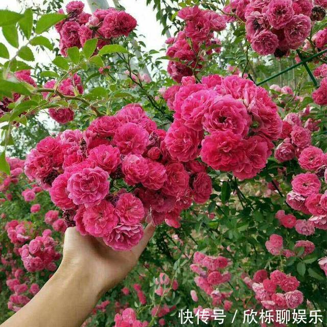 铁线莲|家里有小院，种上爬藤花，爬上墙爬上窗，美到极致，天上人间