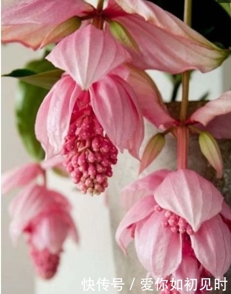 4种花花朵大、颜色艳,一年四季开花不断,花苞轻松开满枝