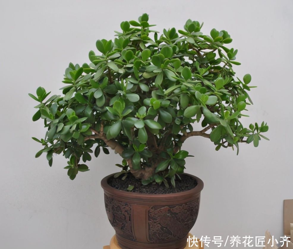 蹭蹭|玉树的养护“诀窍”,夏季掌握好,蹭蹭长新叶,越养越茂盛