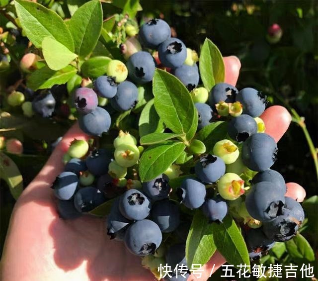养1盆“耐寒”果树，枝头结满“蓝果子”，年年都能摘鲜甜水果！