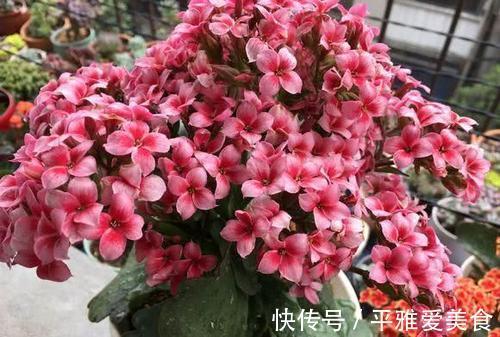 秋季|秋季入手长寿花、蟹爪兰,按照此3点护理,开花数量翻一翻