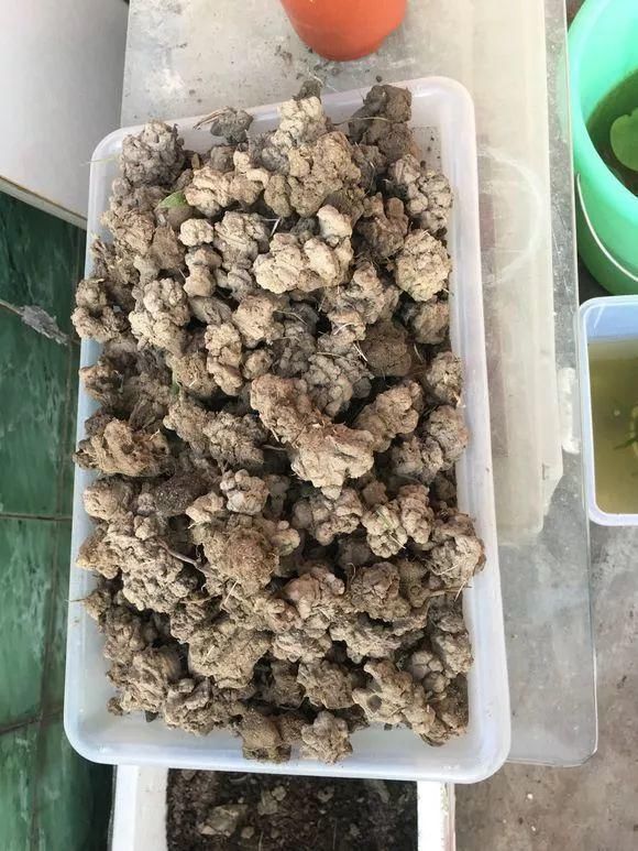 黄化病|总烂根黄叶,盆里撒一把它,不管多难养,很快能冒芽冒花!