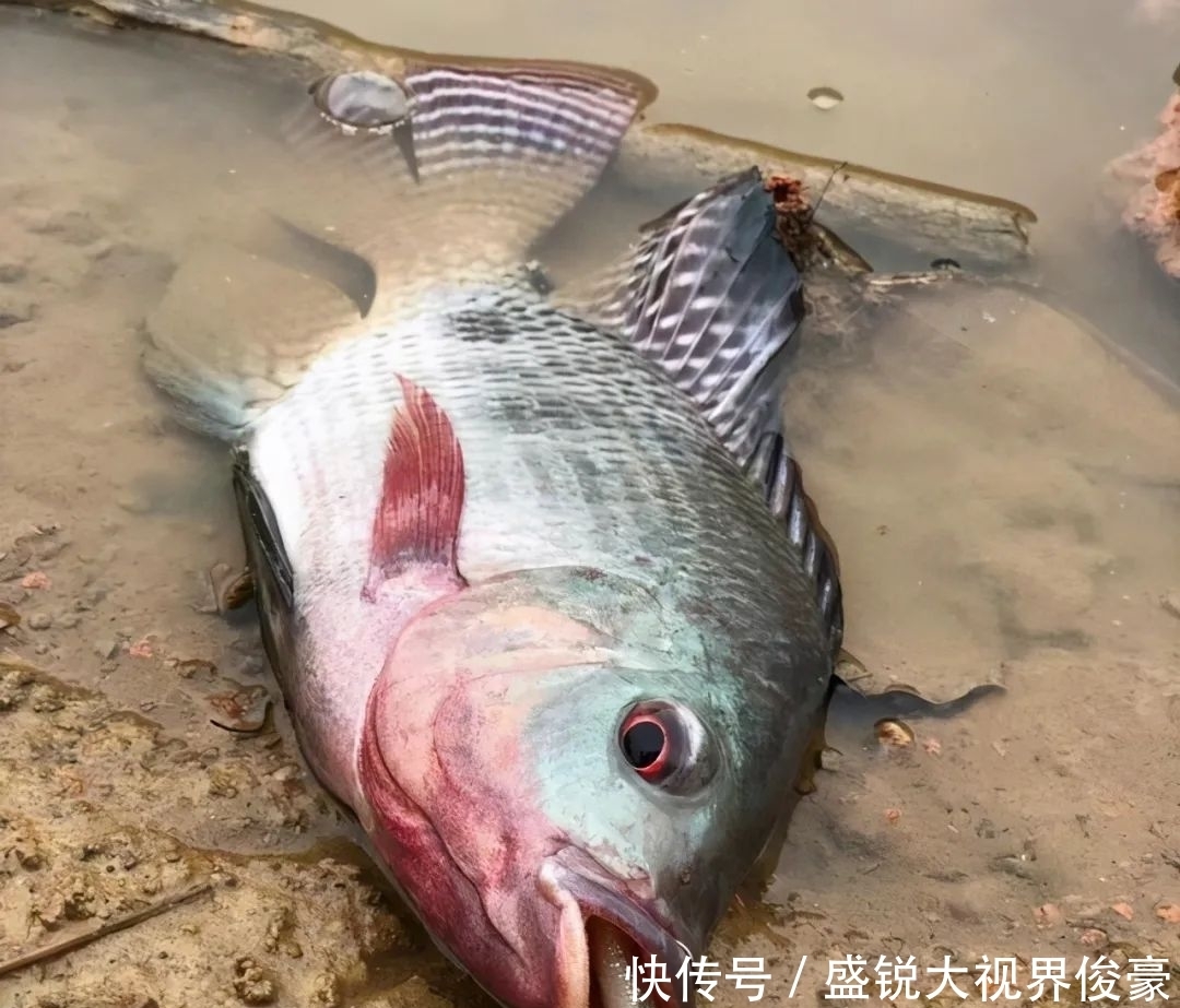 扎堆|河道“巨型罗非”扎堆,钓鱼人:三五斤起步,半天钓十几条