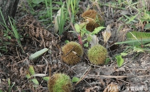 食物|在农村长大的你，你有全部吃过这些食物吗！尤其是最后一种