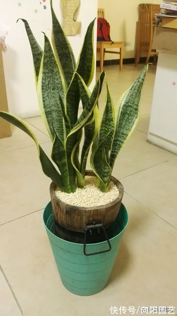 虎皮兰养护大全,按照“套路”来,1个月浇次水,叶子长得似宝剑
