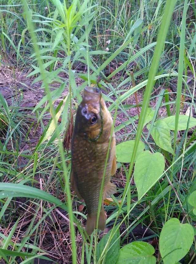 浮漂|野钓小技巧浮漂做一个小改动,惊鱼几率大降