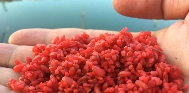 自制的酒米鱼不吃,到底是哪个环节出了问题?这几点要记住