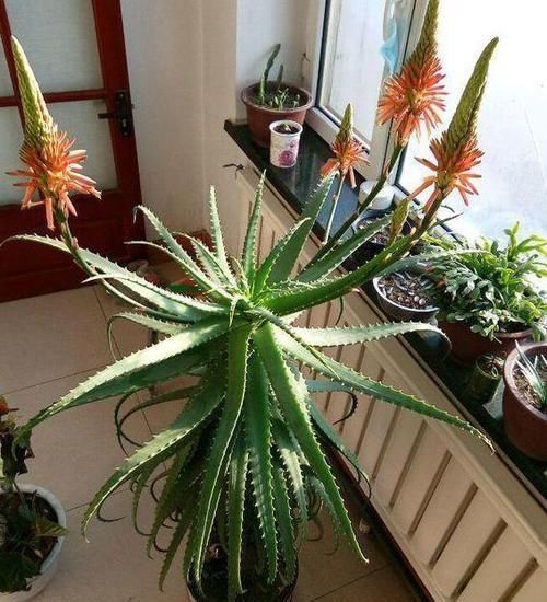 年轻人养花讲究实用,当首选芦荟,盆栽注意4点越养越上瘾