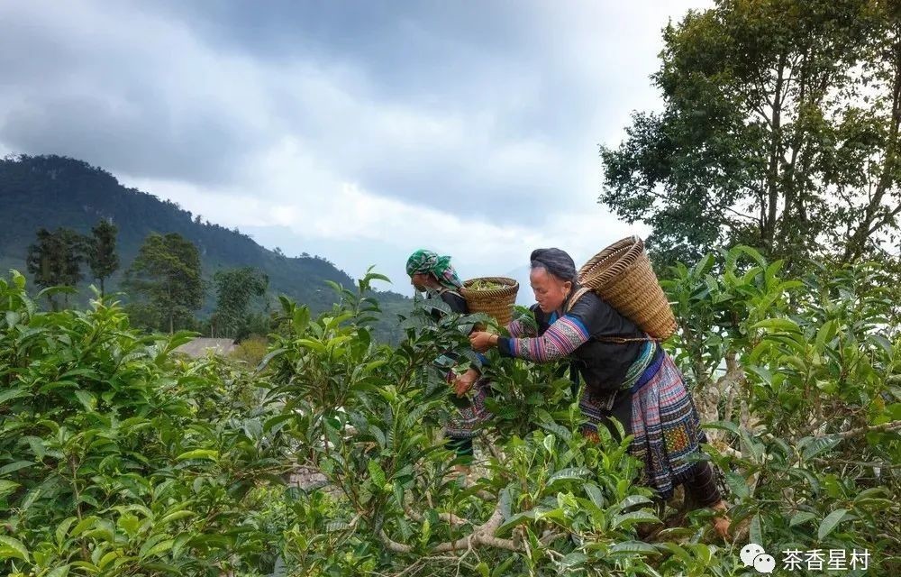中国历史上的贡茶有哪些?