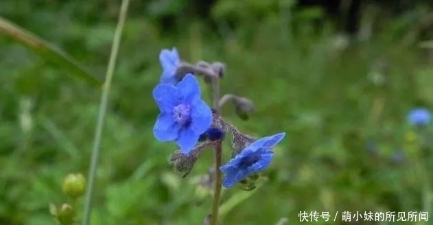市场价|农村一种开蓝色花的野草,有驱鼠的作用,市场价高达上百元一斤!