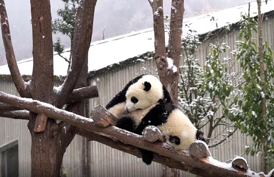 故乡|雪落故乡，让我更认识你——汶川!