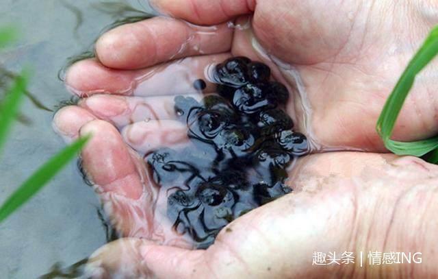 天仙米|大山里的五大“宝贝”,吃过4种算你厉害!最后一样你肯定没吃过