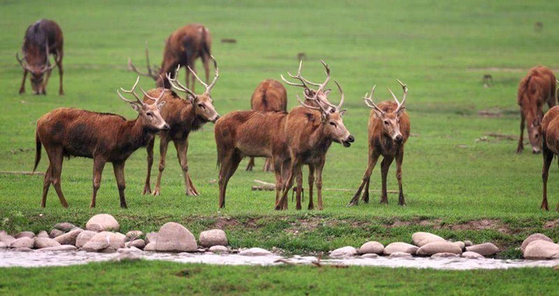 老年|古代皇帝狩猎的围场,现在成为了全民参观游玩的旅游景点